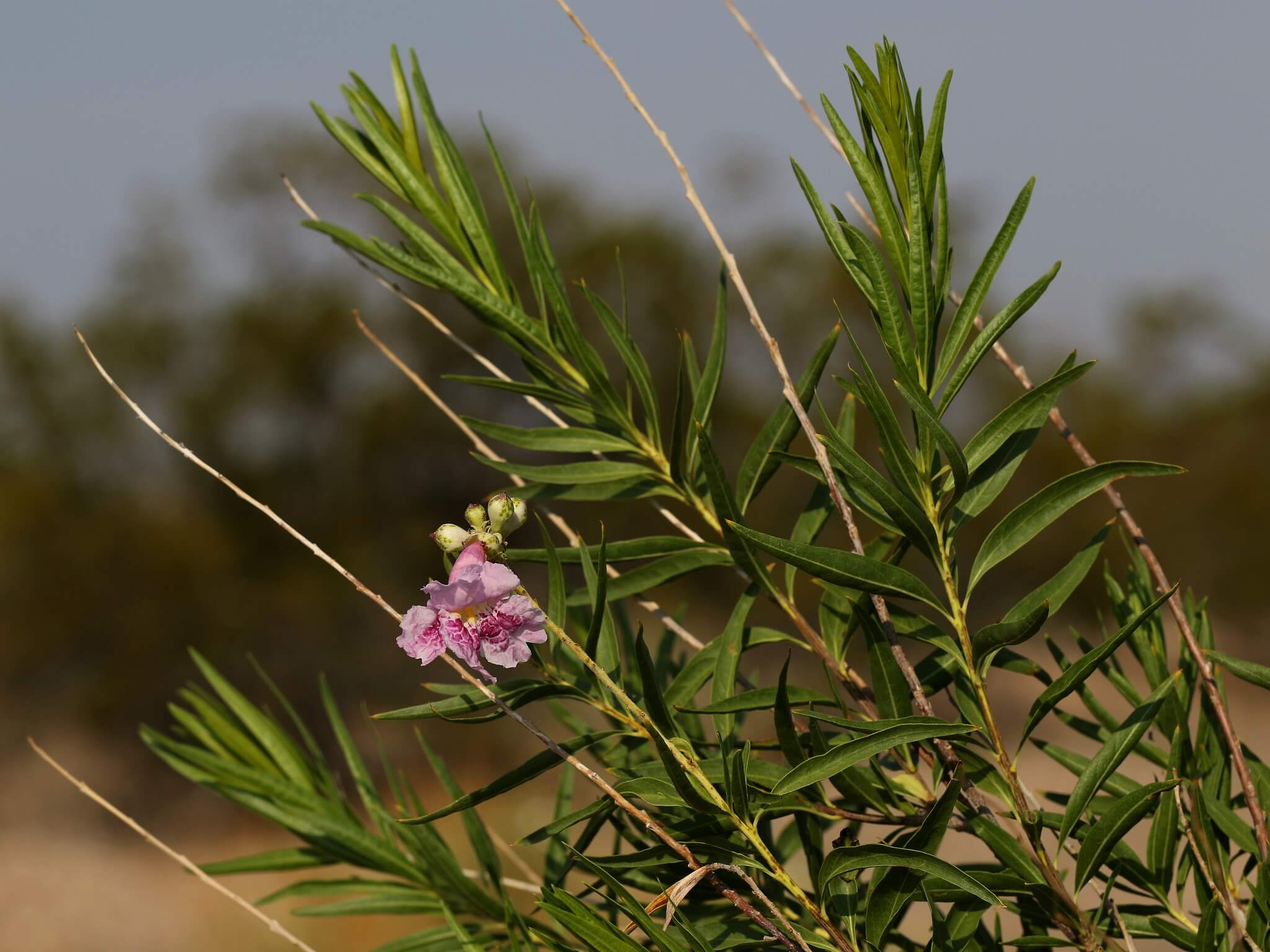 Chilopsis linearis